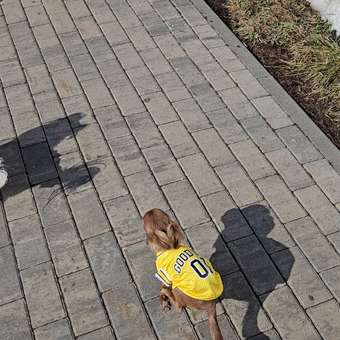 Футболка для собак и кошек Зоозавр: отзыв пользователя. Зоомагазин Зоозавр