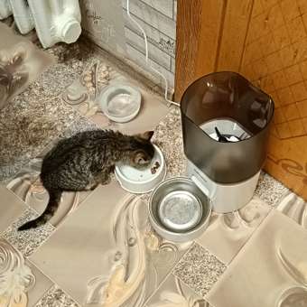 Корм для котят ROYAL CANIN Gastrointestinal kitten при нарушениях пищеварения 350г: отзыв пользователя. Зоомагазин Зоозавр