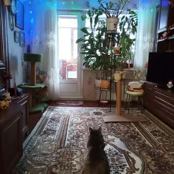 Корм для кошек ROYAL CANIN Veterinary Diet Gastrointestinal Moderate Calorie GIM 35 Feline при расстройствах пищеварения 2кг: отзыв пользователя. Зоомагазин Зоозавр