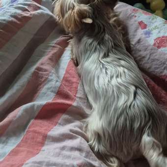 Игрушка для собак Barbaks Кроль Семён мягкая пищит шуршит 20*35см: отзыв пользователя. Зоомагазин Зоозавр