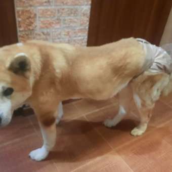 Трусы многоразовые для собак SuperPets размер XL, 3 шт, разноцветные: отзыв пользователя. Зоомагазин Зоозавр
