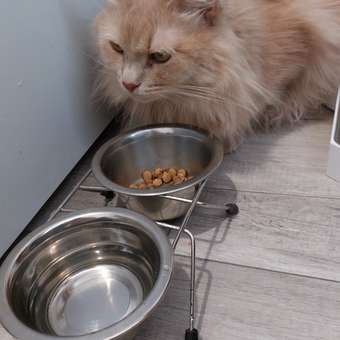 Корм для кошек ROYAL CANIN Appetite Control Care для контроля выпрашивания корма 400г: отзыв пользователя. Зоомагазин Зоозавр