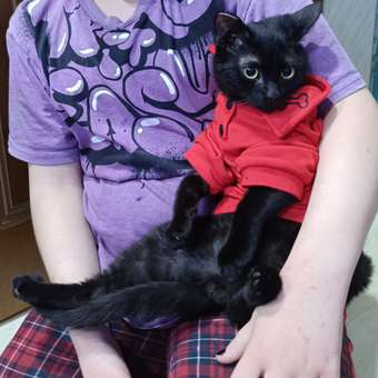 Футболка-поло для собак и кошек Зоозавр: отзыв пользователя. Зоомагазин Зоозавр