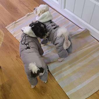 Комбинезон для собак и кошек Зоозавр: отзыв пользователя. Зоомагазин Зоозавр