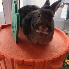 Фото отзыва 11085423