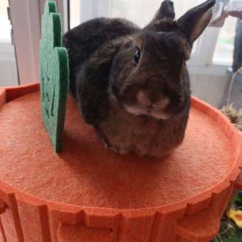 Домик Barbaks Морковка из фетра 37*37*29см: отзыв пользователя. Зоомагазин Зоозавр