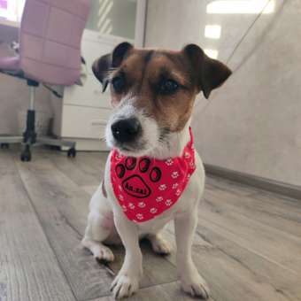 Ошейник для собак Rabizy Лапки 48 см: отзыв пользователя. Зоомагазин Зоозавр