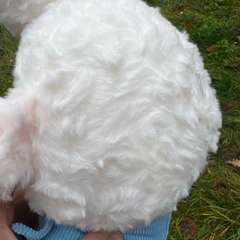 Фото отзыва 10590704