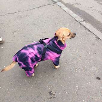 Комбинезон для собак и кошек Зоозавр: отзыв пользователя. Зоомагазин Зоозавр