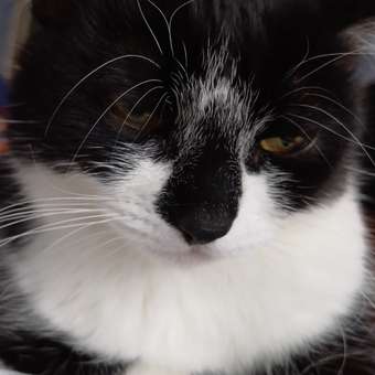 Корм влажный для кошек ROYAL CANIN Urinary s/o при мочекаменной болезни паучи 85г: отзыв пользователя. Зоомагазин Зоозавр