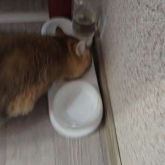 Корм для кошек ROYAL CANIN Appetite Control Care для контроля выпрашивания корма 2кг: отзыв пользователя. Зоомагазин Зоозавр