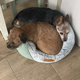 Лежанка Barbaks S 48*43*20см овальная меховая с бортиком и съемной подушкой Зелёная: отзыв пользователя. Зоомагазин Зоозавр