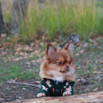 Кардиган для собак и кошек Зоозавр: отзыв пользователя. Зоомагазин Зоозавр