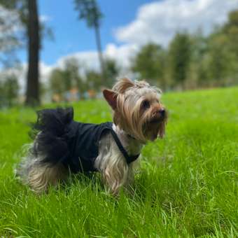 Платье для собак и кошек Зоозавр: отзыв пользователя. Зоомагазин Зоозавр