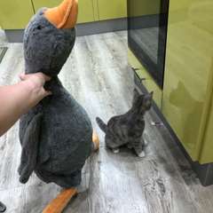 Фото отзыва 4897374