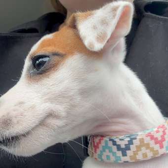 Ошейник для собак Barbaks ромбик XS 1.5*20-32см полиэстер: отзыв пользователя. Зоомагазин Зоозавр