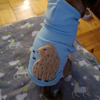 Толстовка для собак и кошек Зоозавр: отзыв пользователя. Зоомагазин Зоозавр