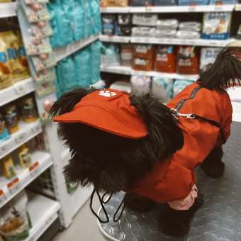 Кепка для собак и кошек Зоозавр: отзыв пользователя. Зоомагазин Зоозавр