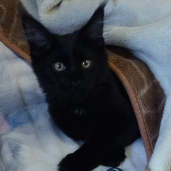 Корм для котят Royal Canin 2кг Maine Coon породы мейн-кун: отзыв пользователя. Зоомагазин Зоозавр