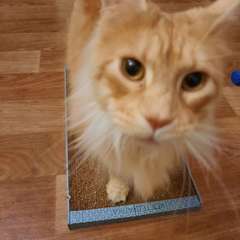 Фото отзыва 11047854