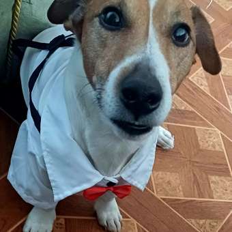 Костюм для собак и кошек Зоозавр: отзыв пользователя. Зоомагазин Зоозавр