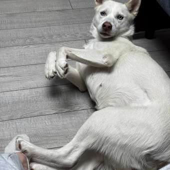 Шампунь для собак и кошек Doctor VIC Professional для белой шерсти 250мл: отзыв пользователя. Зоомагазин Зоозавр