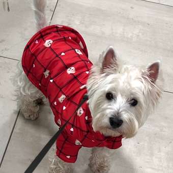 Куртка для собак и кошек Зоозавр: отзыв пользователя. Зоомагазин Зоозавр