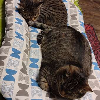 Лежак-матрас Barbaks L 80*50*5см рисунок узорчатый: отзыв пользователя. Зоомагазин Зоозавр