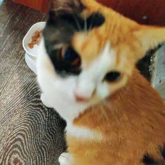 Корм для котят Carnica 85г полнорационный кусочки в соусе с курицей консервированный: отзыв пользователя. Зоомагазин Зоозавр