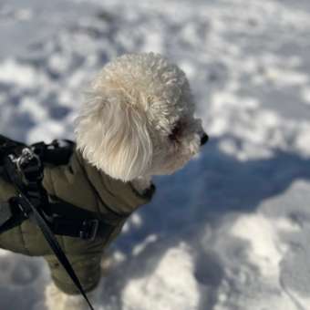 Комбинезон для собак и кошек Зоозавр: отзыв пользователя. Зоомагазин Зоозавр