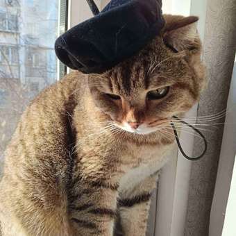 Берет для собак и кошек Зоозавр: отзыв пользователя. Зоомагазин Зоозавр