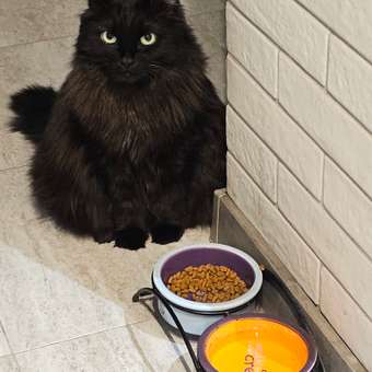 Корм сухой для кошек PRO PLAN 400 г с высоким содержанием индейки для стерилизованных: отзыв пользователя. Зоомагазин Зоозавр