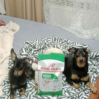 Корм для собак ROYAL CANIN мелких пород 800г: отзыв пользователя. Зоомагазин Зоозавр