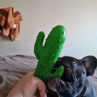 Игрушка для собак Barbaks Кактус пищит 20*9см винил: отзыв пользователя. Зоомагазин Зоозавр