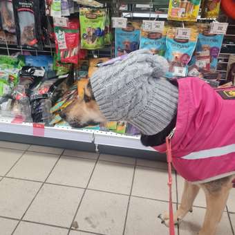 Шапка для собак и кошек Зоозавр: отзыв пользователя. Зоомагазин Зоозавр