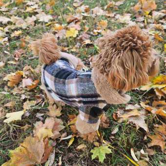 Куртка для собак и кошек Зоозавр: отзыв пользователя. Зоомагазин Зоозавр