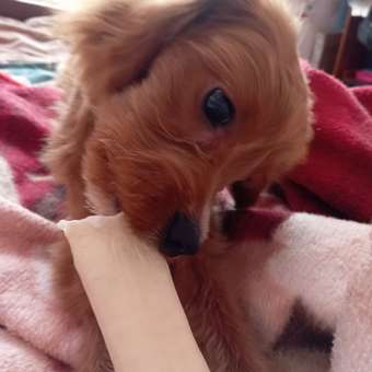 Лакомство для собак TITBIT Сэндвич большой с рубцом говяжьим 50 г: отзыв пользователя. Зоомагазин Зоозавр