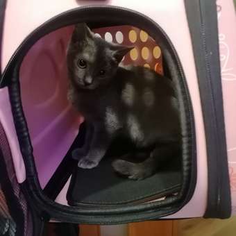 Складная сумка-переноска Пижон с отдельным входом материал EVA 43.5 х 28 х 33 см розовая: отзыв пользователя. Зоомагазин Зоозавр