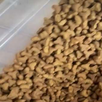 Корм сухой для кошек ROYAL CANIN 2кг Бенгальских: отзыв пользователя. Зоомагазин Зоозавр