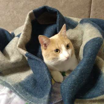 Корм для кошек GRANDORF FRESH Fresh Cat Adult Duck/Sweet Potato 400г свежее мясо утки с бататом беззерн с жив пробиотиками: отзыв пользователя. Зоомагазин Зоозавр