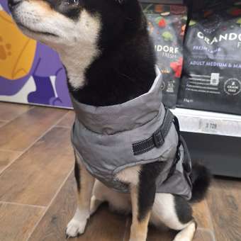 Жилет для собак и кошек Зоозавр: отзыв пользователя. Зоомагазин Зоозавр