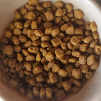 Корм сухой для кошек PRO PLAN DELICATE DIGESTION 3 кг с индейкой: отзыв пользователя. Зоомагазин Зоозавр