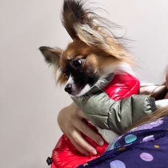 Куртка для собак PIFPAF DOG: отзыв пользователя. Зоомагазин Зоозавр