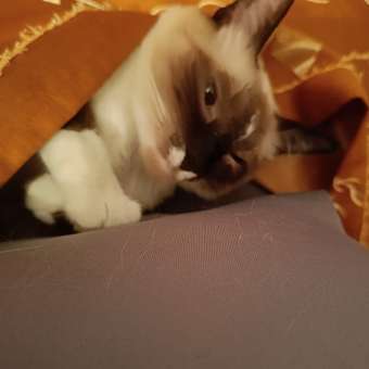 Корм влажный для кошек ROYAL CANIN Sterilised 85г соус стерилизованных пауч: отзыв пользователя. Зоомагазин Зоозавр