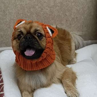 Шапка-шлем для собак и кошек Зоозавр: отзыв пользователя. Зоомагазин Зоозавр