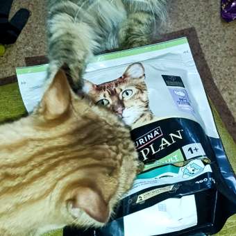 Корм сухой для кошек PRO PLAN RENAL PLUS 400г с индейкой для стерилизованных: отзыв пользователя. Зоомагазин Зоозавр