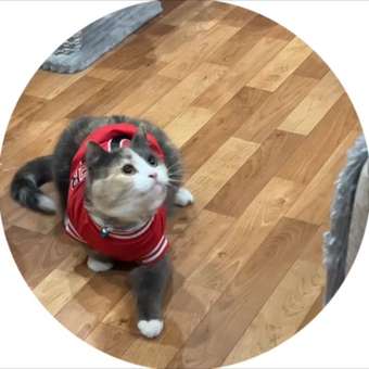 Футболка для собак Зоозавр: отзыв пользователя. Зоомагазин Зоозавр