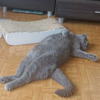 Корм сухой для кошек ROYAL CANIN Fit 32 400г: отзыв пользователя. Зоомагазин Зоозавр