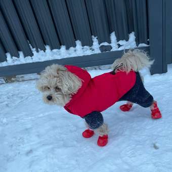 Жилет для собак и кошек Зоозавр: отзыв пользователя. Зоомагазин Зоозавр