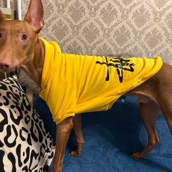 Толстовка для собак PIFPAF DOG: отзыв пользователя. Зоомагазин Зоозавр